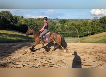 Tinker, Merrie, 4 Jaar, 148 cm, Donkerbruin
