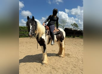 Tinker, Merrie, 4 Jaar, 148 cm, Gevlekt-paard