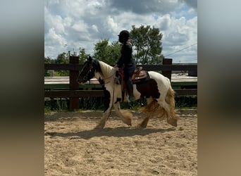 Tinker, Merrie, 4 Jaar, 148 cm, Gevlekt-paard