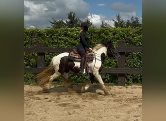 Tinker, Merrie, 4 Jaar, 148 cm, Gevlekt-paard