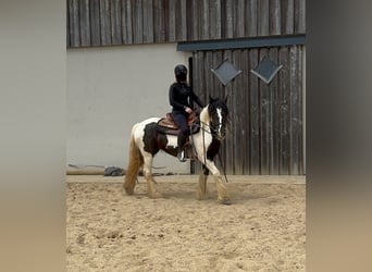 Tinker, Merrie, 4 Jaar, 148 cm, Gevlekt-paard