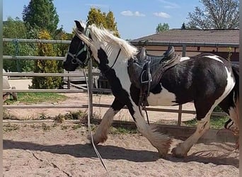 Tinker, Merrie, 4 Jaar, 150 cm, Gevlekt-paard