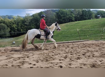 Tinker, Merrie, 4 Jaar, 151 cm, Gevlekt-paard