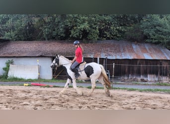 Tinker, Merrie, 4 Jaar, 151 cm, Gevlekt-paard
