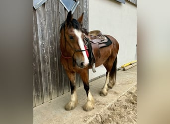 Tinker, Merrie, 4 Jaar, 153 cm, Bruin