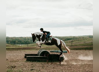 Tinker Mix, Merrie, 4 Jaar, Gevlekt-paard
