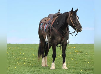 Tinker Mix, Merrie, 4 Jaar, Grullo