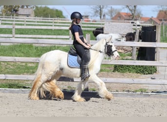 Tinker, Merrie, 5 Jaar, 122 cm, Gevlekt-paard