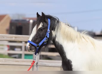 Tinker, Merrie, 5 Jaar, 125 cm, Gevlekt-paard