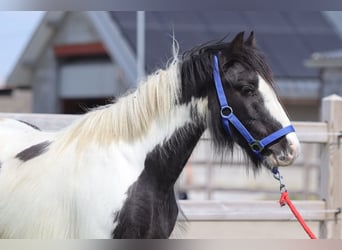 Tinker, Merrie, 5 Jaar, 125 cm, Gevlekt-paard