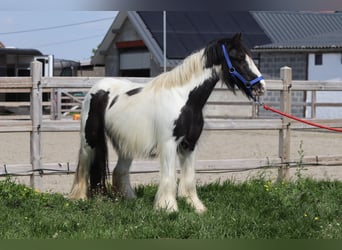 Tinker, Merrie, 5 Jaar, 125 cm, Gevlekt-paard