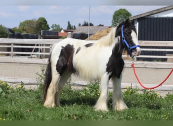 Tinker, Merrie, 5 Jaar, 125 cm, Gevlekt-paard