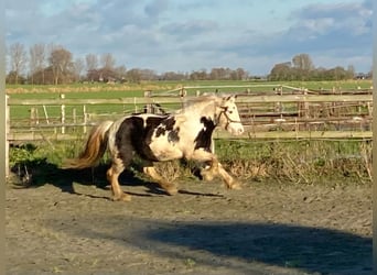 Tinker, Merrie, 5 Jaar, 125 cm, Zwartschimmel