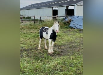 Tinker, Merrie, 5 Jaar, 125 cm, Zwartschimmel