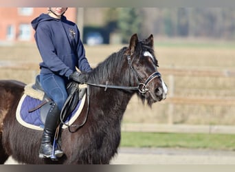 Tinker, Merrie, 5 Jaar, 127 cm, Zwart