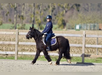 Tinker, Merrie, 5 Jaar, 127 cm, Zwart