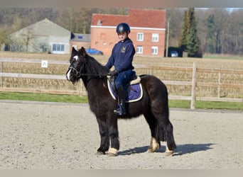 Tinker, Merrie, 5 Jaar, 127 cm, Zwart