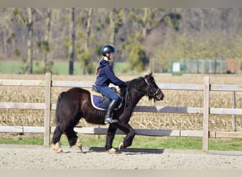 Tinker, Merrie, 5 Jaar, 127 cm, Zwart