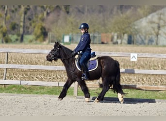 Tinker, Merrie, 5 Jaar, 127 cm, Zwart