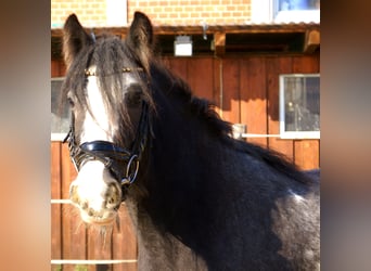 Tinker, Merrie, 5 Jaar, 128 cm, Zwart