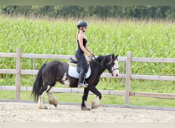 Tinker, Merrie, 5 Jaar, 130 cm, Gevlekt-paard