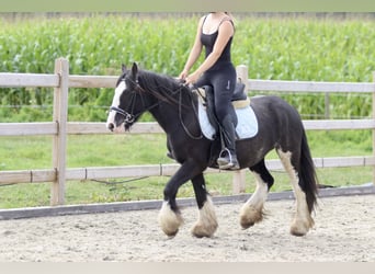 Tinker, Merrie, 5 Jaar, 130 cm, Gevlekt-paard