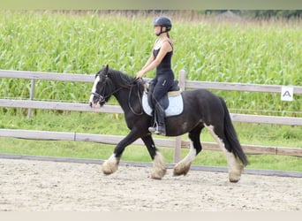 Tinker, Merrie, 5 Jaar, 130 cm, Gevlekt-paard