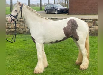Tinker, Merrie, 5 Jaar, 130 cm, Gevlekt-paard