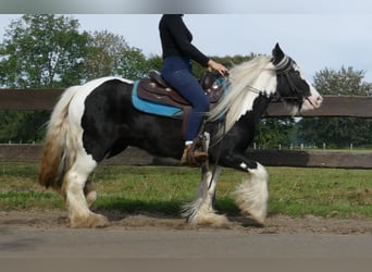 Tinker, Merrie, 5 Jaar, 131 cm, Gevlekt-paard