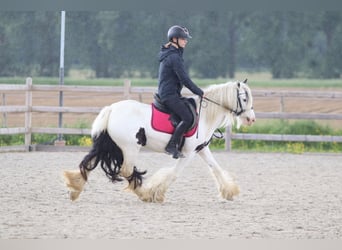 Tinker, Merrie, 5 Jaar, 132 cm, Gevlekt-paard
