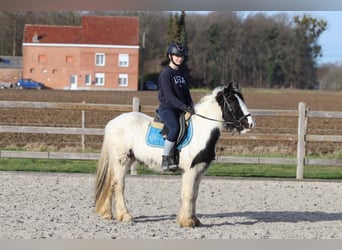 Tinker, Merrie, 5 Jaar, 133 cm, Gevlekt-paard