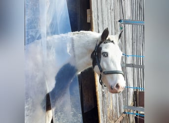 Tinker, Merrie, 5 Jaar, 133 cm, Gevlekt-paard