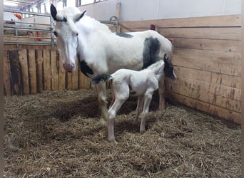Tinker, Merrie, 5 Jaar, 133 cm, Gevlekt-paard