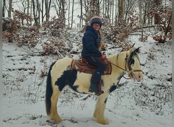 Tinker, Merrie, 5 Jaar, 135 cm, Gevlekt-paard