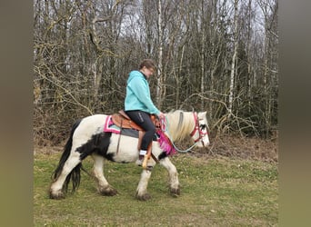 Tinker, Merrie, 5 Jaar, 135 cm, Gevlekt-paard