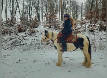 Tinker, Merrie, 5 Jaar, 135 cm