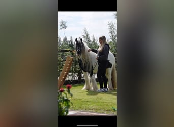 Tinker, Merrie, 5 Jaar, 135 cm, Zwartschimmel