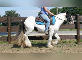 Tinker, Merrie, 5 Jaar, 136 cm, Gevlekt-paard