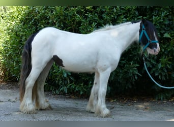 Tinker, Merrie, 5 Jaar, 136 cm, Gevlekt-paard