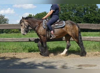 Tinker, Merrie, 5 Jaar, 137 cm, Bruin