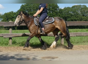 Tinker, Merrie, 5 Jaar, 137 cm, Bruin