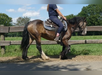 Tinker, Merrie, 5 Jaar, 137 cm, Bruin