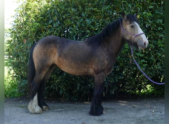 Tinker, Merrie, 5 Jaar, 137 cm, Bruin