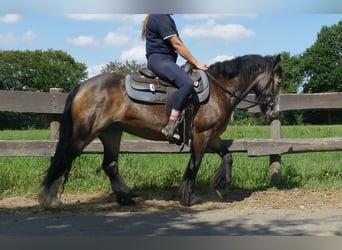 Tinker, Merrie, 5 Jaar, 137 cm, Bruin