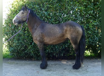 Tinker, Merrie, 5 Jaar, 137 cm, Bruin