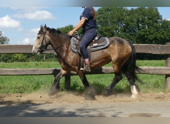 Tinker, Merrie, 5 Jaar, 137 cm, Bruin