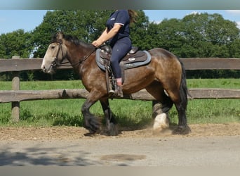 Tinker, Merrie, 5 Jaar, 137 cm, Bruin