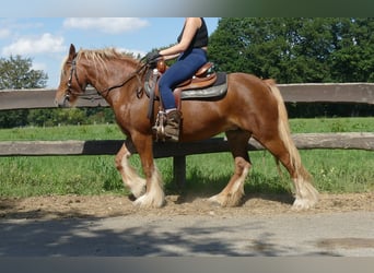 Tinker, Merrie, 5 Jaar, 139 cm, Vos