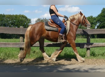 Tinker, Merrie, 5 Jaar, 139 cm, Vos