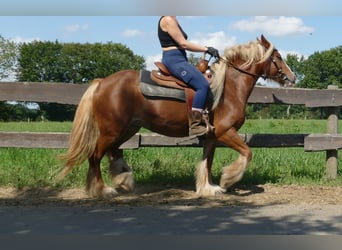 Tinker, Merrie, 5 Jaar, 139 cm, Vos